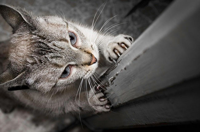 Cat Scratching on a post